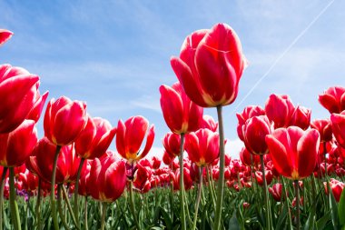 Lale tarlasında büyüyen kırmızı laleler mavi gökyüzüne karşı