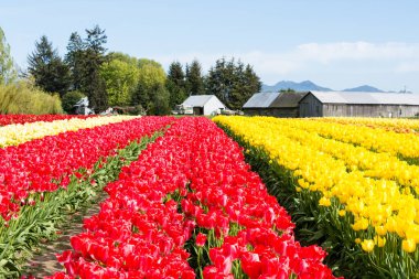 Washington state, ABD Skagit Vadisi Lale Festivali sırasında Lale alanları