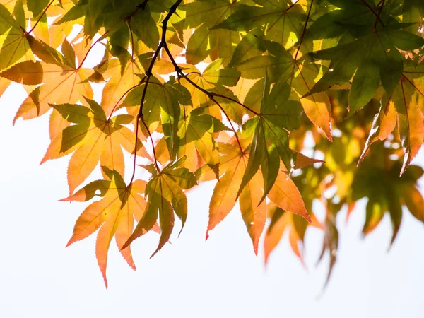 Ιαπωνικά Φύλλα Σφενδάμου Αρχίζουν Αλλάζουν Χρώμα — Φωτογραφία Αρχείου