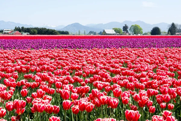Washington state, ABD Skagit Vadisi Lale Festivali sırasında Lale alanları