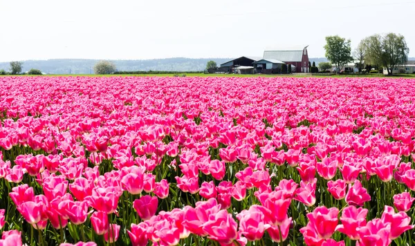 Tulpenfelder Während Des Tulpenfestivals Skagittal Bundesstaat Washington Usa — Stockfoto