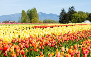 Washington state, ABD Skagit Vadisi Lale Festivali sırasında Lale alanları