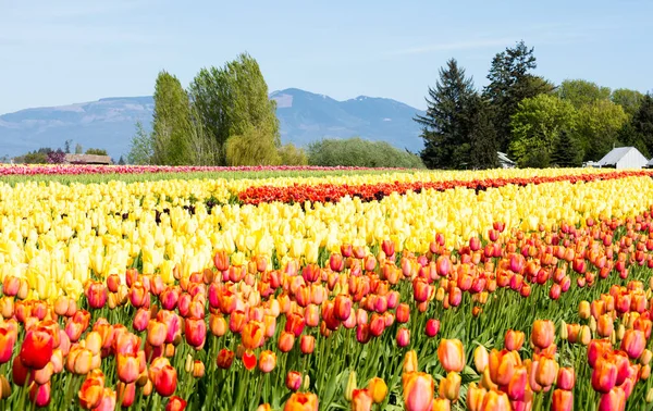 Washington state, ABD Skagit Vadisi Lale Festivali sırasında Lale alanları