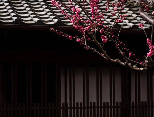 Ανθισμένο Κλαδί Δαμάσκηνου Μπροστά Από Παραδοσιακό Ιαπωνικό Σπίτι — Φωτογραφία Αρχείου