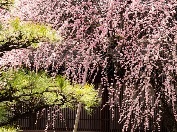 Ameixeira Florescendo Jardim Japonês — Fotografia de Stock