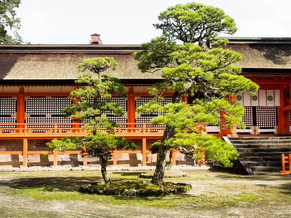 Árbol Pino Creciendo Patio Del Santuario Prefectura Oita Japón —  Fotos de Stock