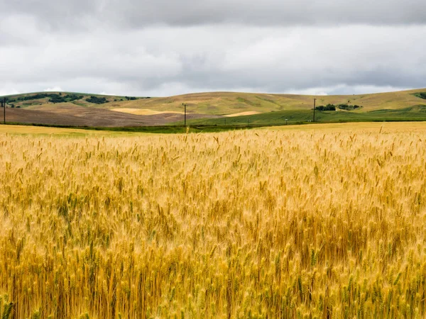 Stormy Clouds Fiedls Ripe Wheat Eastern Washington State Usa — Stock Photo, Image