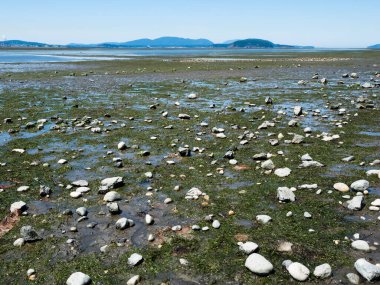 ABD 'nin WA eyaletindeki Bay View State Park' ın alçak gelgit sahili, Padilla Körfezi 'nden San Huan Adaları' na kadar manzaralı.