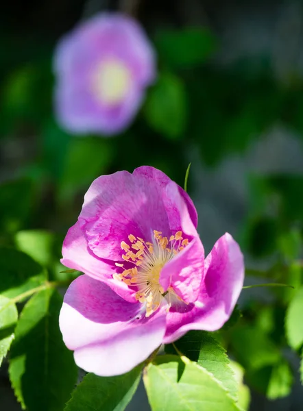 Dwie Kwitnące Dzikie Róże Nootka Tło — Zdjęcie stockowe