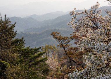 Bizan Dağı 'nın tepesinden, Japonya' nın Tokushima şehrinden, Shikoku dağlarının vahşi kiraz ağaçlarıyla manzarası.