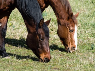 Otlakta otlayan iki at.