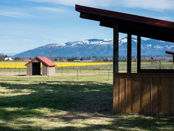 Skagit Valley Terreni Agricoli Con Campi Fioriti Narcisi Primavera Stato — Foto Stock