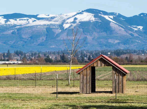 Skagit Valley Terreni Agricoli Con Campi Fioriti Narcisi Primavera Stato — Foto Stock