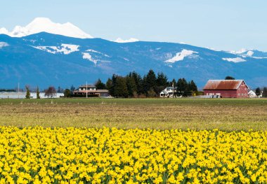 Skagit Vadisi 'ndeki çiçek açan nergis tarlaları Baker Dağı ile fırında - Washington Eyaleti, ABD