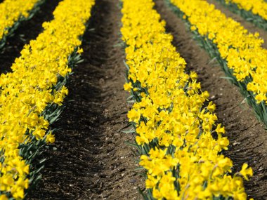 Skagit Vadisi, Washington Eyaleti, ABD 'deki tarlalarda çiçek açan nergisler.