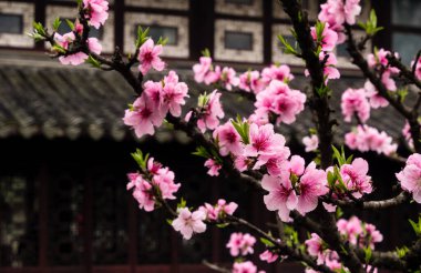 Klasik Çin bahçesinde filizlenen erik ağacı