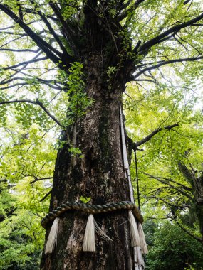 Tokyo, Japonya 'daki Akasaka Hikawa Tapınağı' ndaki yaşlı ağaç.