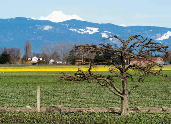 Terreni Agricoli Skagit Valley Primavera Con Campi Fioriti Narcisi Mount — Foto Stock