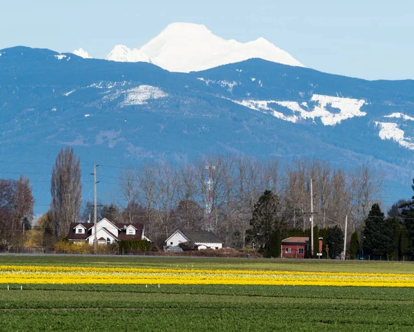 Farmland Skagit Valley Frühling Mit Blühenden Narzissenfeldern Und Mount Baker — Stockfoto