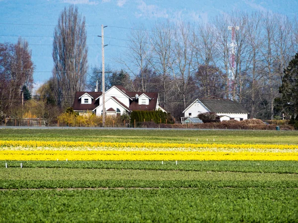 Skagit Valley Terreni Agricoli Con Campi Fioriti Narcisi Primavera Stato — Foto Stock