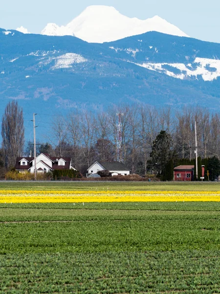 Terreni Agricoli Skagit Valley Primavera Con Campi Fioriti Narcisi Mount — Foto Stock