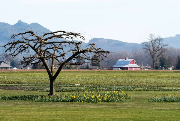 Skagit Valley Terreni Agricoli Con Campi Fioriti Narcisi Primavera Stato — Foto Stock