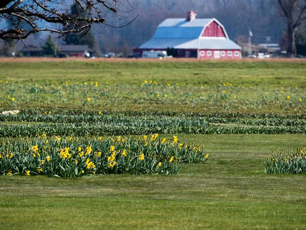 Skagit Valley Terreni Agricoli Con Campi Fioriti Narcisi Primavera Stato — Foto Stock