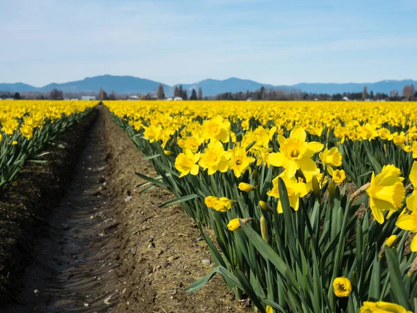 Ряды Цветущих Нарциссов Полях Долине Скагит Штат Вашингтон Сша — стоковое фото