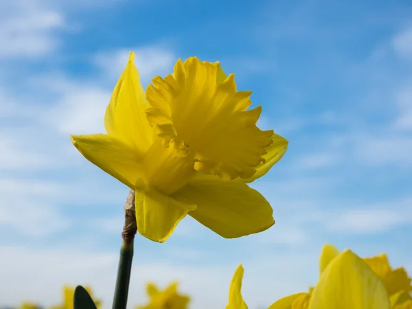 Amarelo Narciso Crescendo Campo Contra Céu Azul Skagit Valley Estado — Fotografia de Stock