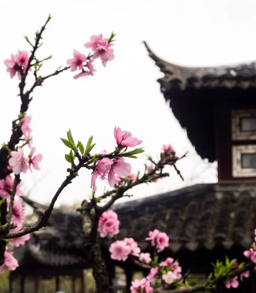 Pruimenboom Bloeit Klassieke Chinese Tuin — Stockfoto