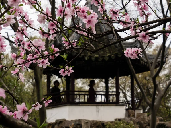 Pruimenboom Bloeit Klassieke Chinese Tuin — Stockfoto