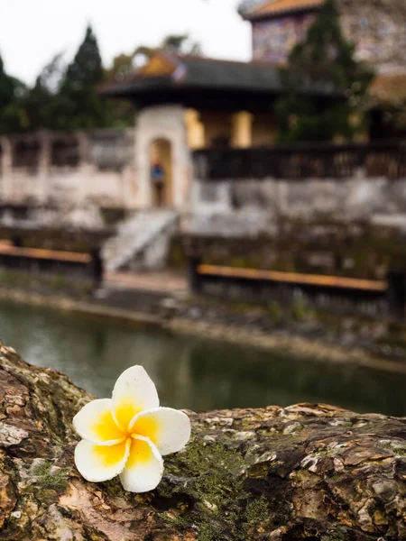 Frangipani Λουλούδι Στην Αυτοκρατορική Πόλη Της Hue Βιετνάμ — Φωτογραφία Αρχείου