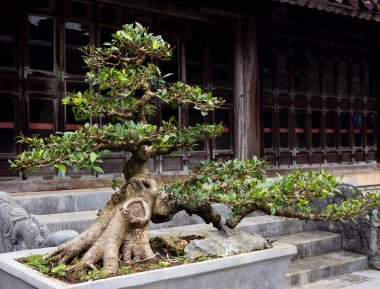 Vietnam tapınağındaki Bonsai ağacı.