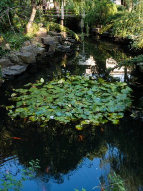 Geleneksel Çin bahçesinde nilüferli su havuzu