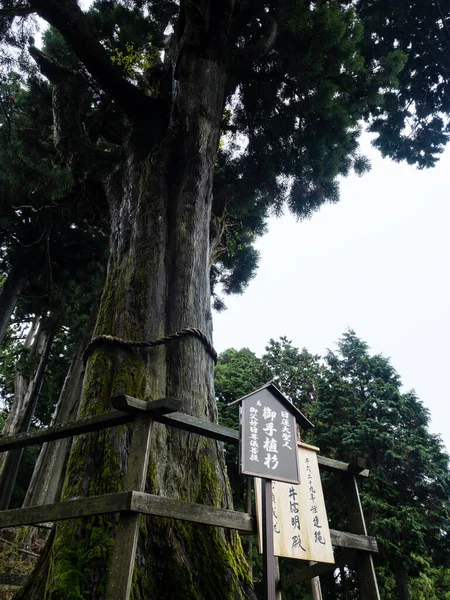 日本实野村 2017年10月19日 Nichiren在Okunoin Shishinkaku Minobusan Kuonji的一部分 Nichiren学校的主庙宇 种植的古树 — 图库照片