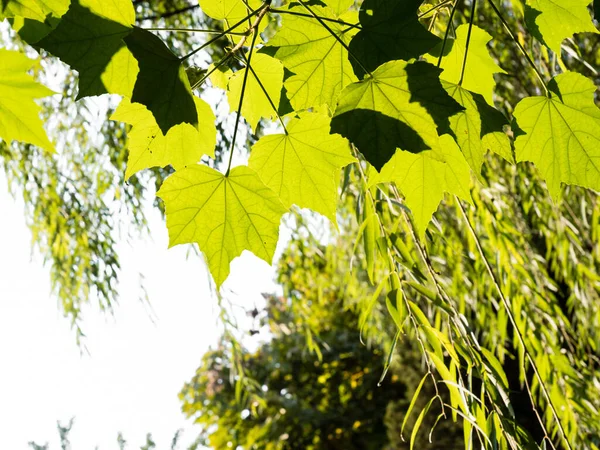 Gröna Lönnlöv Och Pilkvistar Bakgrund — Stockfoto