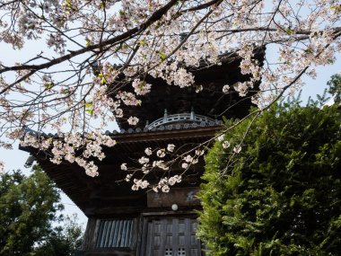Naruto, Japonya - 2 Nisan 2018: Ryozenji 'de kiraz çiçekleri, Shikoku hac yolculuğunun 1 numaralı tapınağı