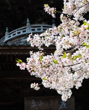 Naruto, Japonya - 2 Nisan 2018: Ryozenji 'de kiraz çiçekleri, Shikoku hac yolculuğunun 1 numaralı tapınağı