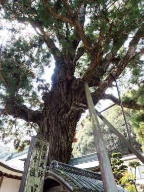 Naruto, Japonya - 2 Nisan 2018: Shikoku hac yolculuğunun ikinci tapınağı Gokurakuji 'deki kutsal yaşlı ağaç