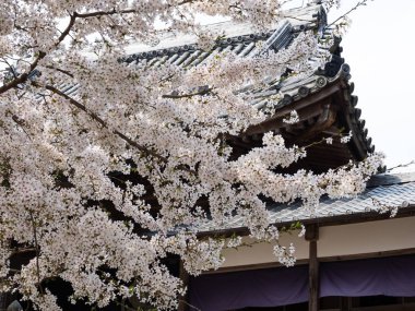 Japonya 'da bir Budist tapınağında kiraz çiçekleri açıyor.