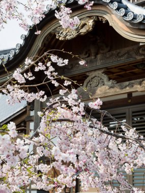 Japonya 'da bir Budist tapınağında kiraz çiçekleri açıyor.