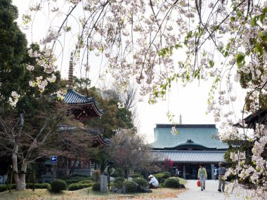 Tokushima, Japonya - 2 Nisan 2018 Anrakuji 'de bahar mevsimi, Shikoku haccının 6 numaralı tapınağı