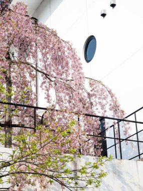 Modern bir Japon evinin önünde çiçek açan pembe kiraz ağacı.