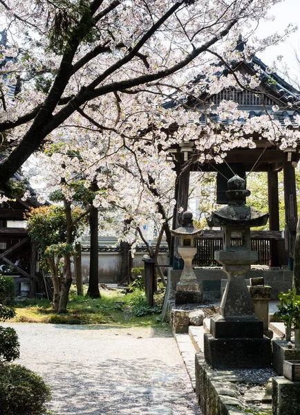 石口朝圣的第一座庙宇 Ryozenji的樱花 — 图库照片
