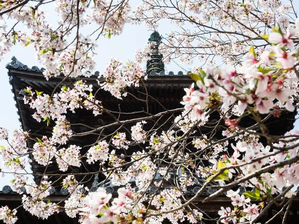 在日本的一座佛寺里 樱花盛开 — 图库照片