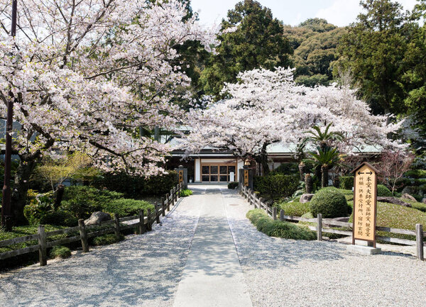 Naruto Japon Avril 2017 Des Cerisiers Fleurissent Gokurakuji Temple Pèlerinage — Photo