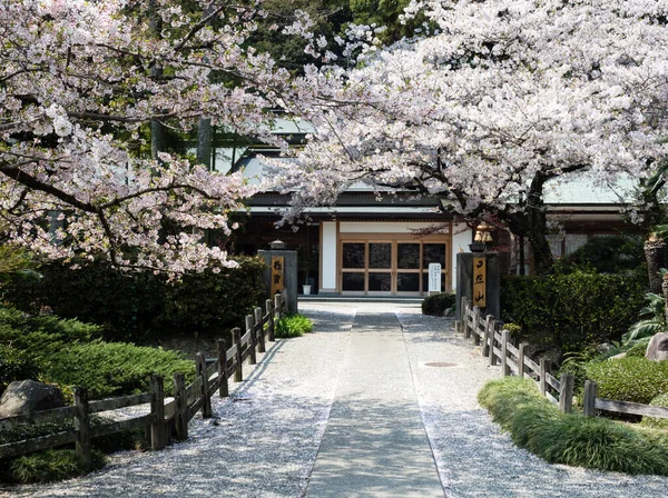 日本成仁 2017年4月2日 白草寺2号的樱桃树盛开 — 图库照片