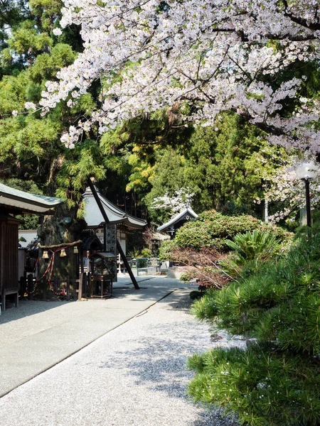 日本成仁 2017年4月2日 白草寺2号的樱桃树盛开 — 图库照片