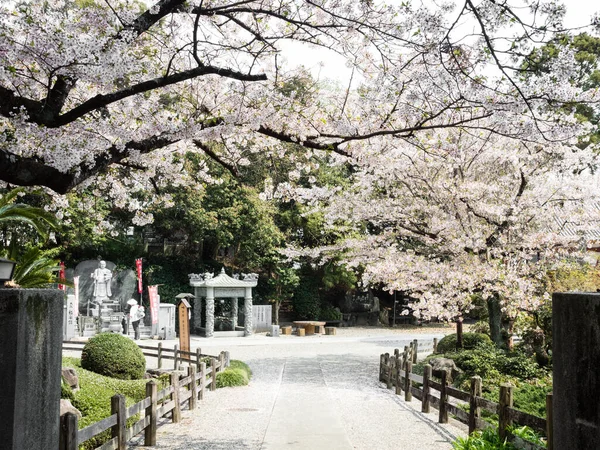 日本成仁 2017年4月2日 白草寺2号的樱桃树盛开 — 图库照片