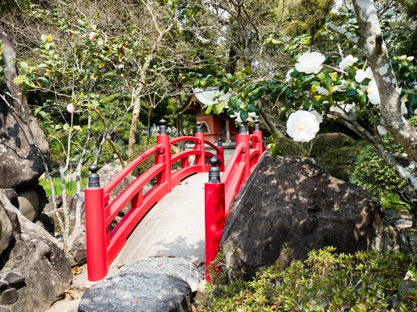 Flores Camelia Blanca Jardín Tradicional Japonés Con Puente Arco Rojo — Foto de Stock